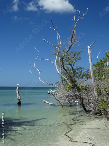 trees along crystal clear ocean shore in Florida  1