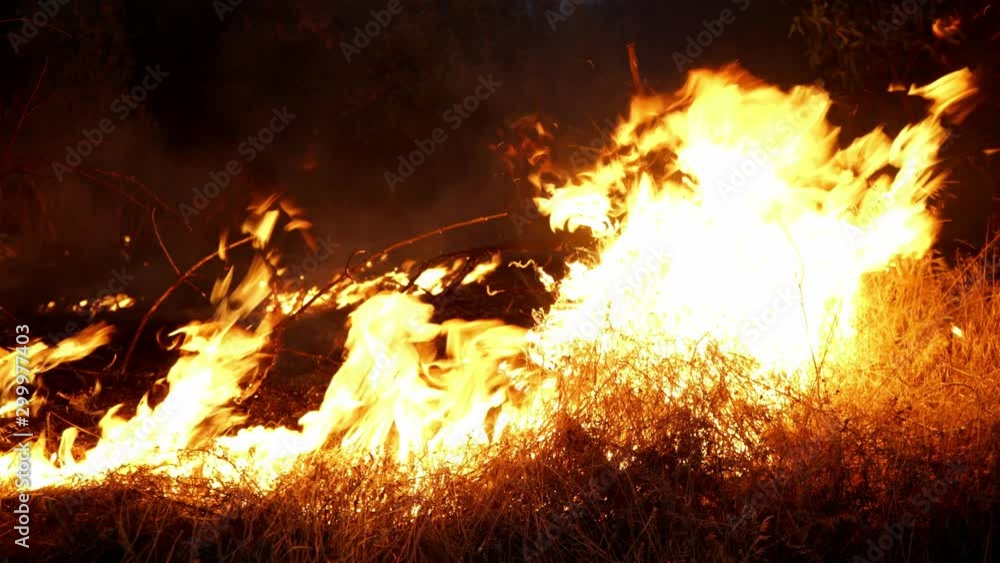 What The Amazon Fires Mean For Wild Animals