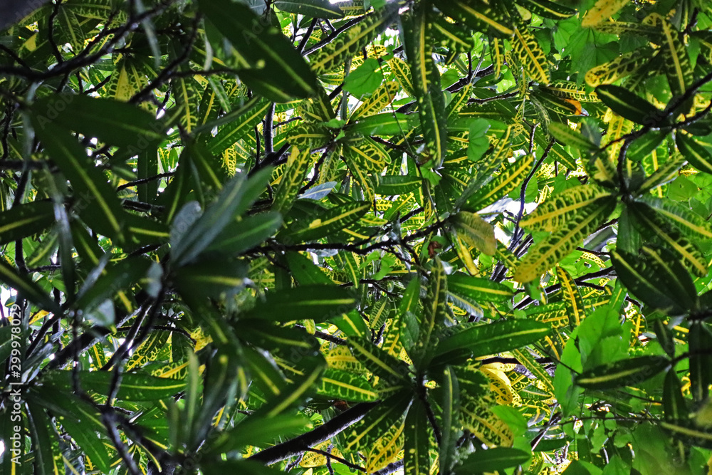 color leaves color leaves