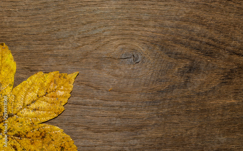 Maple leaf, oak grain