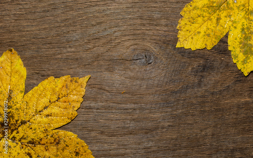 Maple leaf, oak grain
