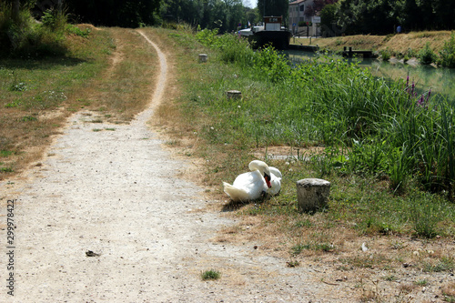 Cygnes