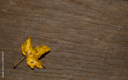 Maple leaf, oak grain