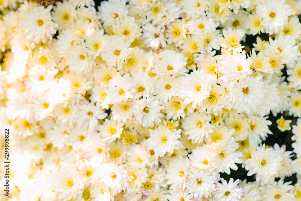 Background of white flowers chrysanthemums in the garden Background of white flowers chrysanthemums in the garden