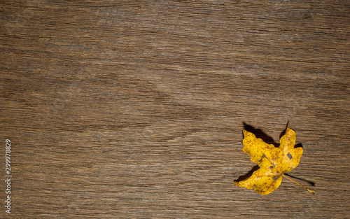 Maple leaf, oak grain