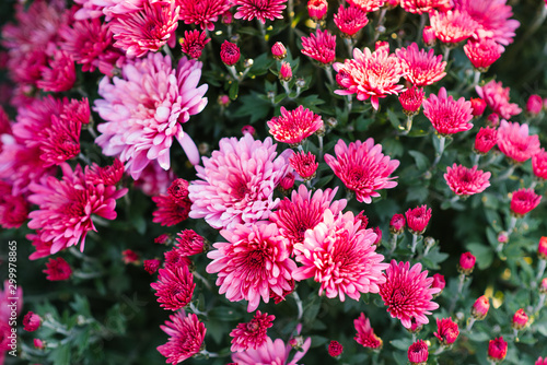 Background of purple pink chrysanthemum flowers in the garden © Sunshine