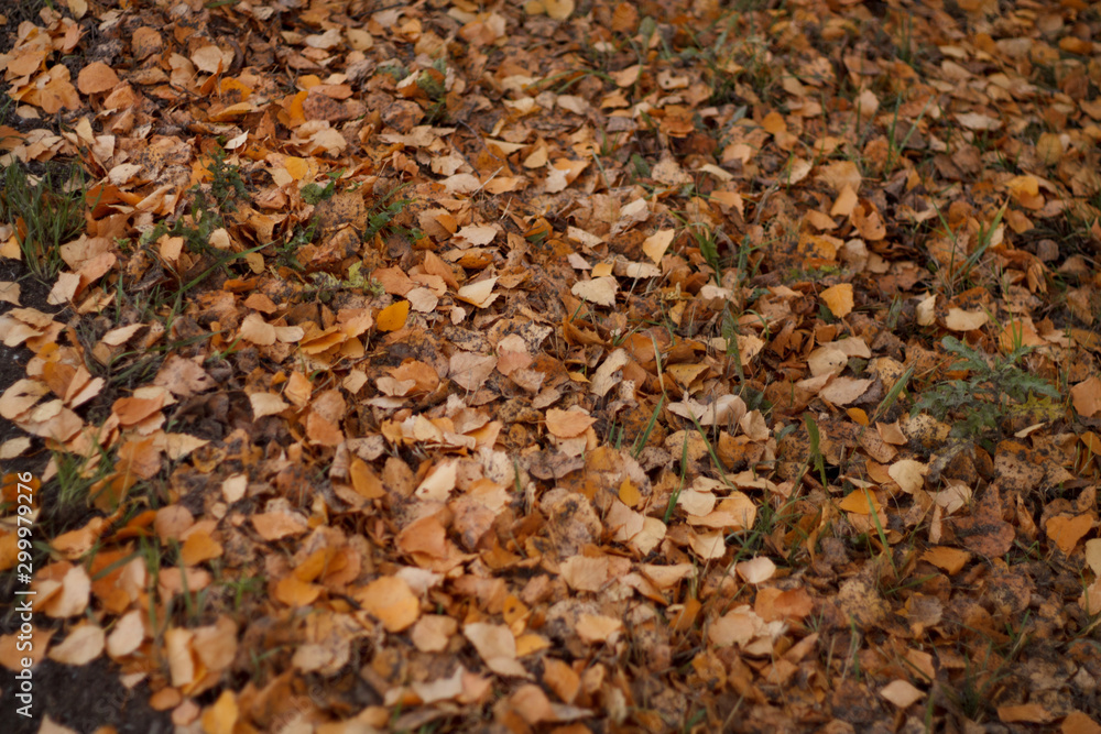 trees in the Park in autumn on a Sunny day leaves on the ground trees in the Park in autumn on a Sunny day leaves on the ground
