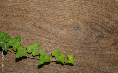 Maple leaf, oak grain