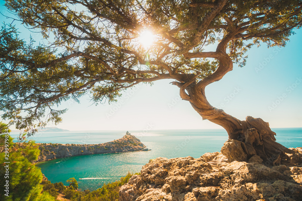 Beautiful juniper tree on the edge of a cliff overlooking a cape in the sea and the sun in the branches - obrazy, fototapety, plakaty 