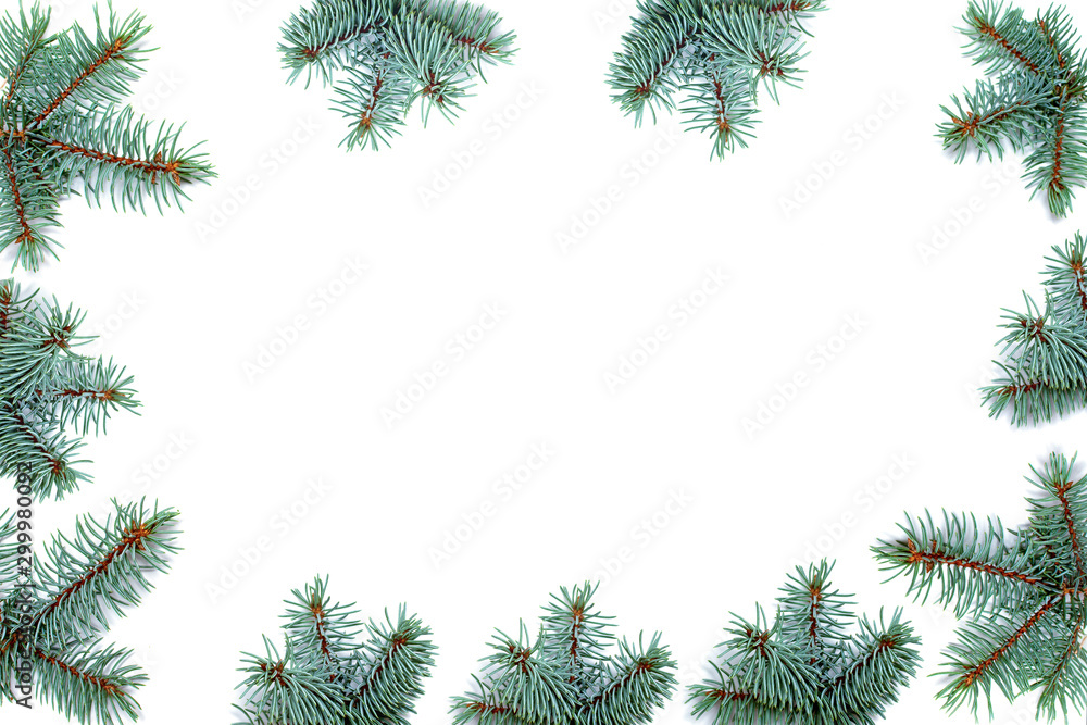 Winter background border with flora of blue spruce, on white background with copy space.