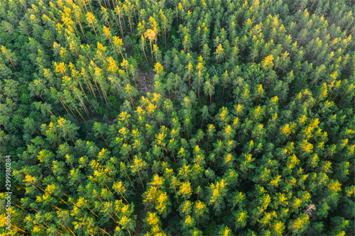 Picturesque pine forest in green colors view from the drone from above