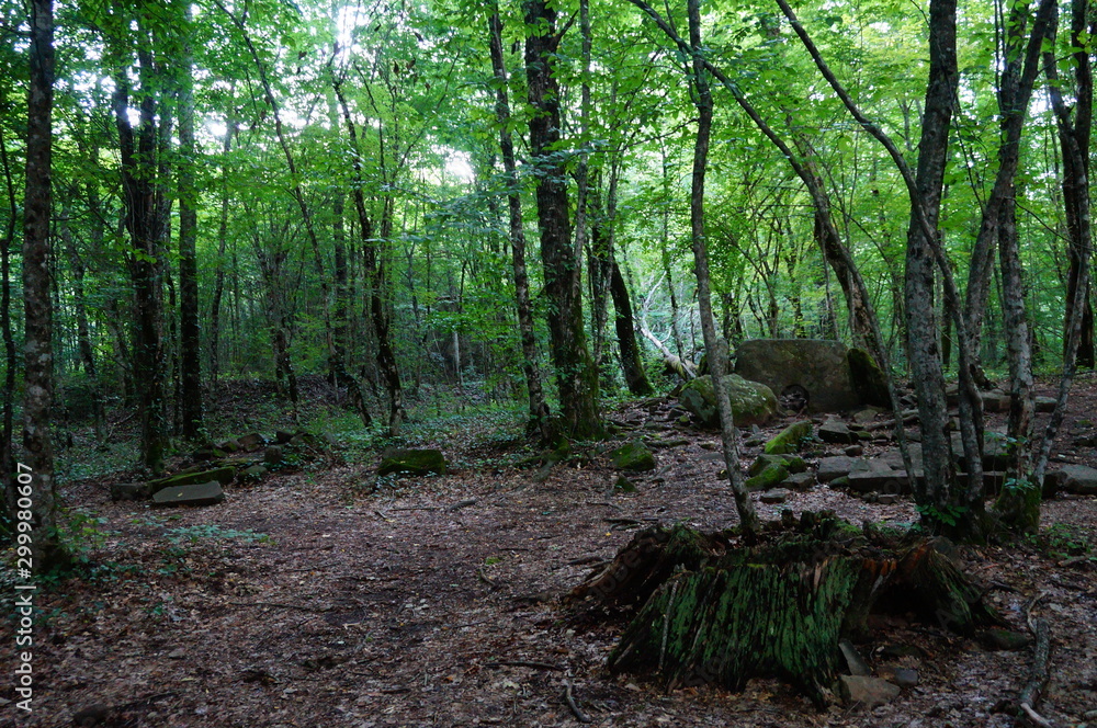 Obraz premium path in the forest