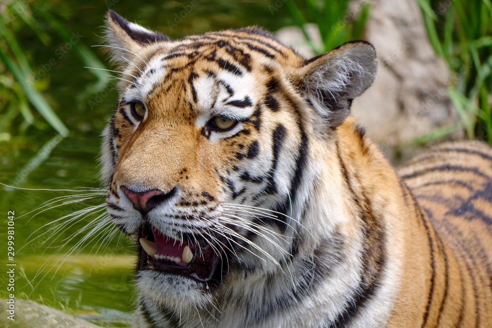 Obraz premium Restless Tiger Looking For Prey