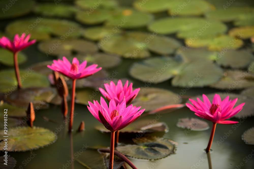 Pink lotus flowers in the pool with light in the early morning of the day Pink lotus flowers in the pool with light in the early morning of the day
