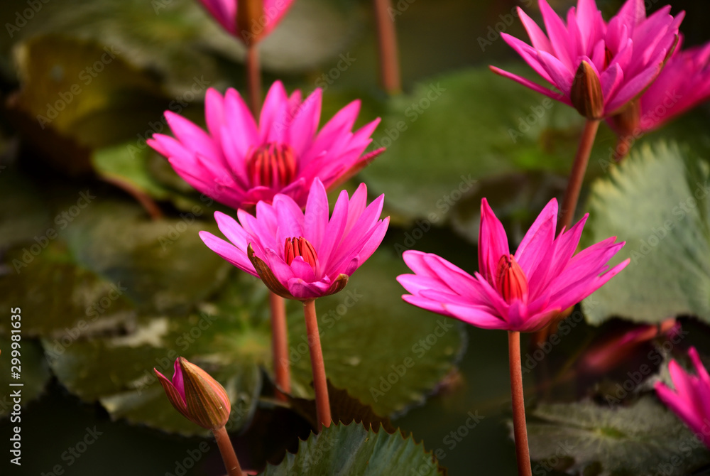 Pink lotus flowers in the pool with light in the early morning of the day Pink lotus flowers in the pool with light in the early morning of the day