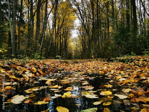 Beautiful picture with yellow, red and orange leav