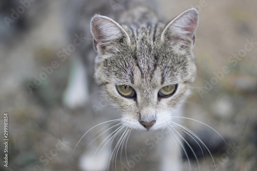 Spojrzenie dzikiego kota © danielszura