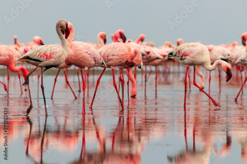 Wild african birds. Group of red flamingo birds on the blue lagoon. Walvis bay, Namibia © Yuliia Lakeienko