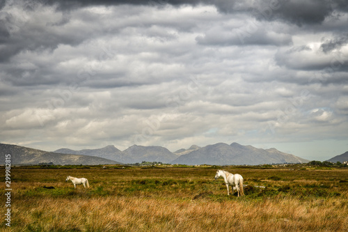 Obraz na plátně Connemara-Ponys auf einer Weide in Connemara, Irland