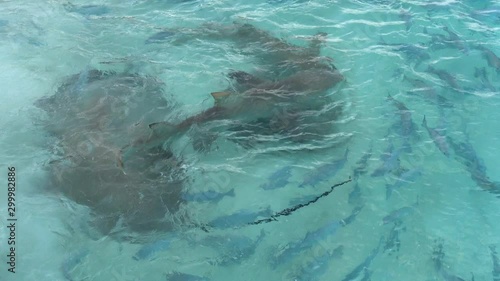 Sicklefin lemon sharks and big stingrays at place of fish feeding, Maldives. 4K photo