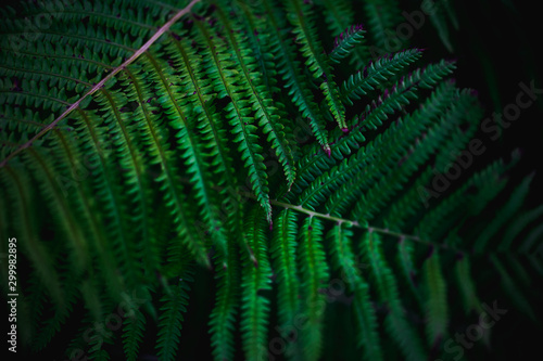 green leaves, abstract flora texture