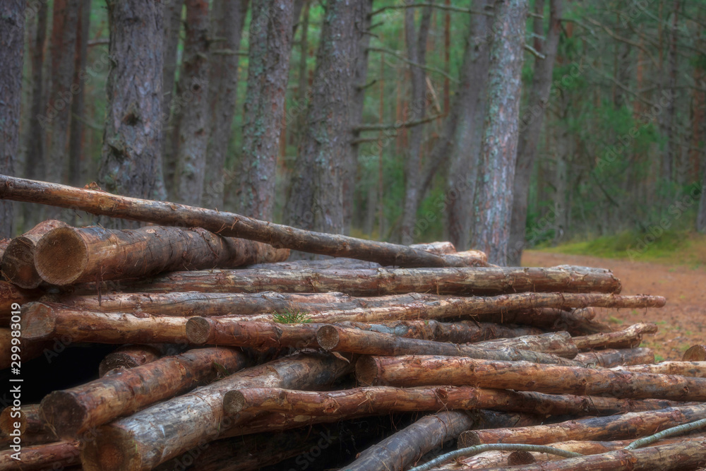 sawn tree trunks lie in the forest sawn tree trunks lie in the forest