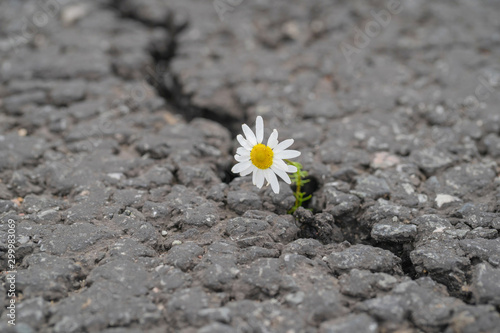 beautiful daisy grows through a crack in the asphalt © Dmitriy Popov