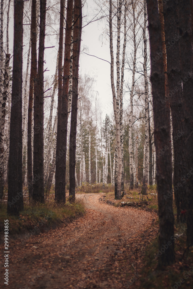 Obraz premium forest in fog