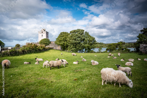 Schafe weiden auf einer Wiese vor einer Ruine, Irland