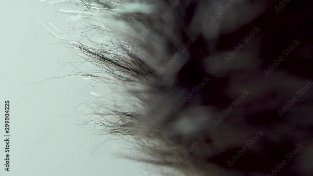 Rack focus over fur coat macro extreme close up in detail Rack focus over fur coat macro extreme close up in detail