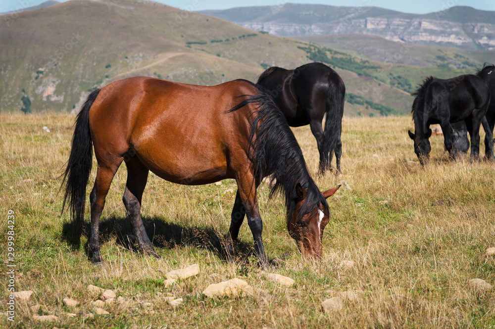 Wild Caucasian horses with their foals graze in the high-mountain meadow of the North Caucasus on a sunny day Wild Caucasian horses with their foals graze in the high-mountain meadow of the North Caucasus on a sunny day