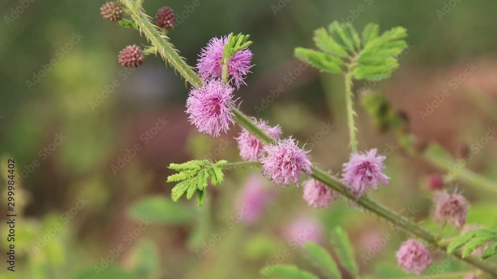 Pink shameplant or Mimosa pudica flower gently swaying in the wind, concsidered an herb and pantropical weed Pink shameplant or Mimosa pudica flower gently swaying in the wind, concsidered an herb and pantropical weed