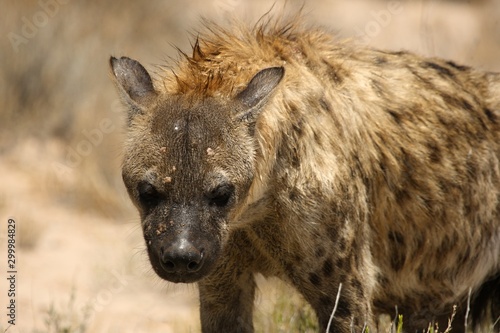 Spotted hyena (Crocuta crocuta) walking on patrol in the Kalahari desert. Dry grass and red sand in background. Hyenas portrait.