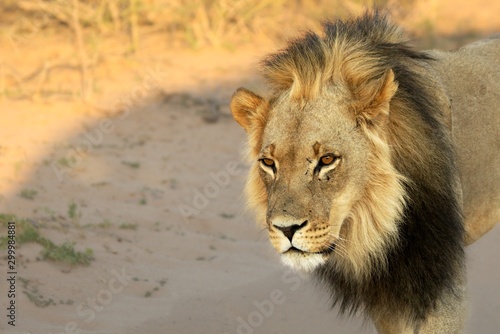 Lion male (Panthera leo) walking in Kalahari desert and looking for the rest of his pride in morning sun. Sand in background.