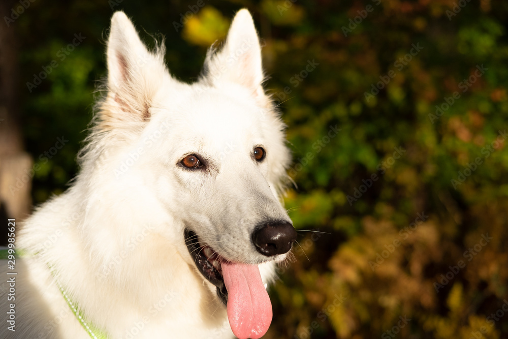 portrait of a dog portrait of a dog