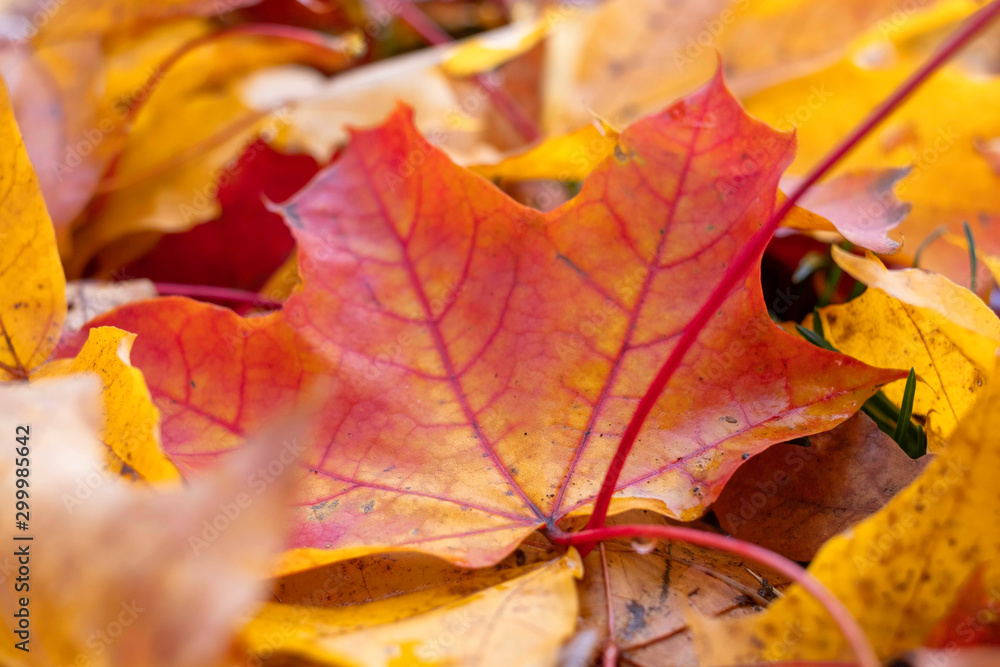 autumn, colorful yellow leaves on blurred background autumn, colorful yellow leaves on blurred background