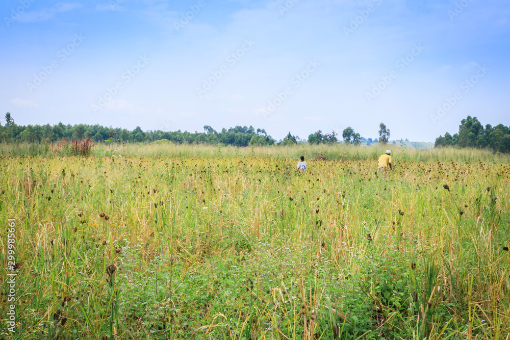 Mixed crop farming of Finger millet (Eleusine coracana) and Maize (Zea mays) plants growing in