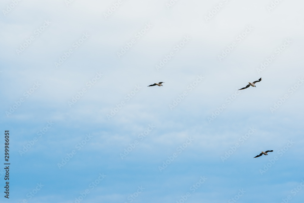 blue sky and flying stork