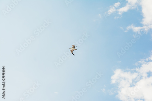 blue sky and flying stork