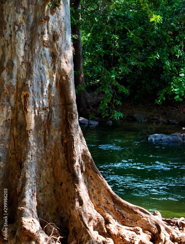 Terminalia arjuna tree trunk beside river photo