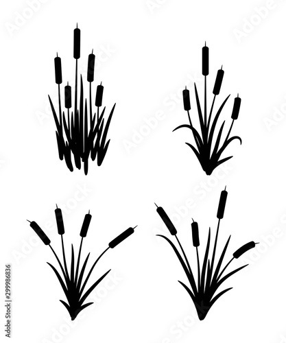 vector set of typhaceae marsh herb