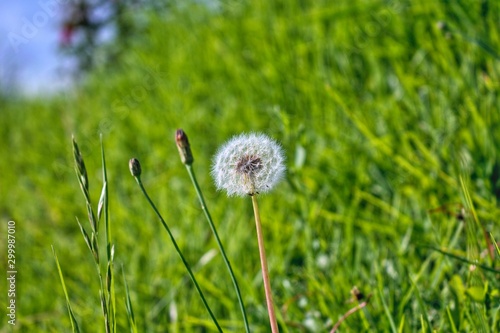 Dandelion seeds and flower buds with green blurred grass background