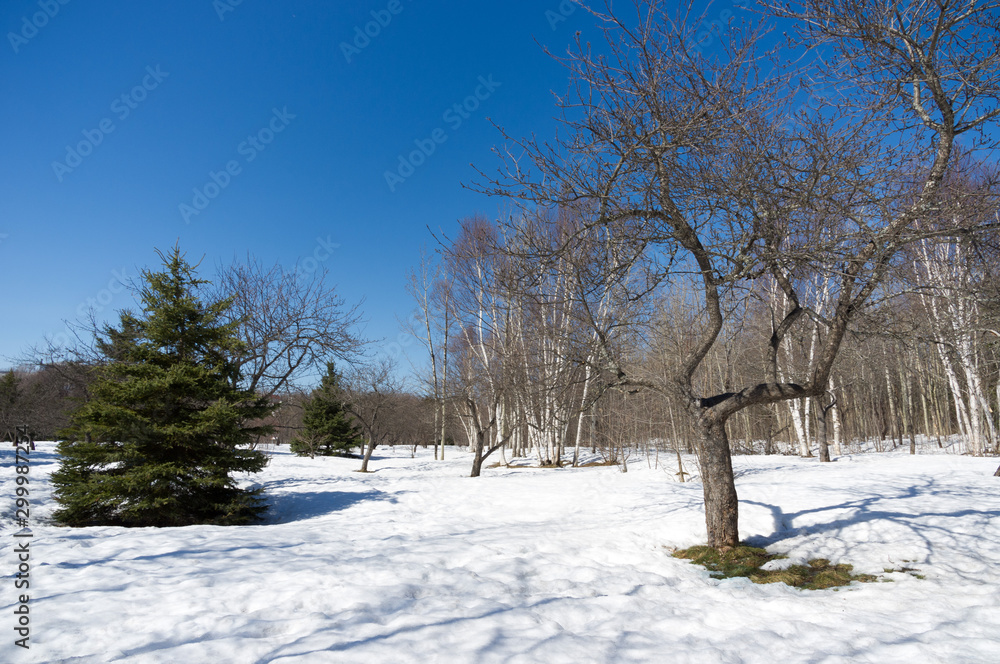Fototapeta premium verger enneigné