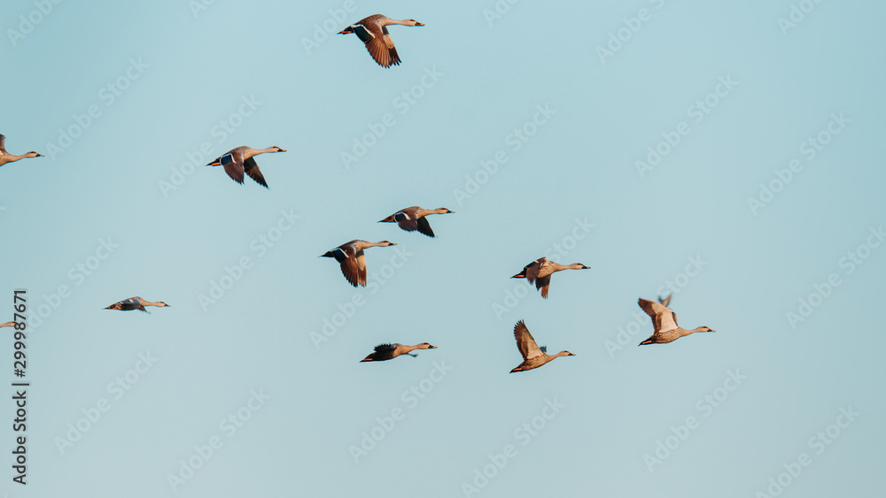 Obraz premium Flock of birds flying against the blue sky