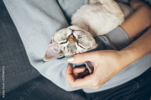 Close up of Devon Rex cat in girls arms is feeling happy, relaxed and purring. Petting cute and sleepy kitty. Affectionate feline likes attention, © veera