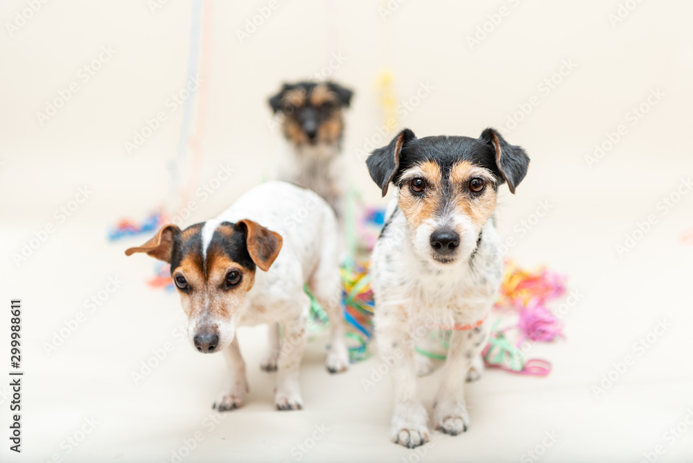 Three cute naughty party dog. Jack Russell dogs ready for carnival