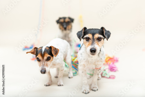 Three cute naughty party dog. Jack Russell dogs ready for carnival © Karoline Thalhofer