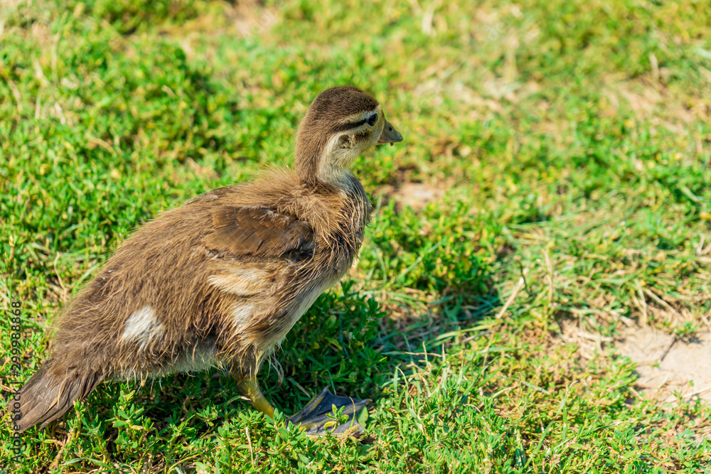 Little duckling chick on a meadow Little duckling chick on a meadow