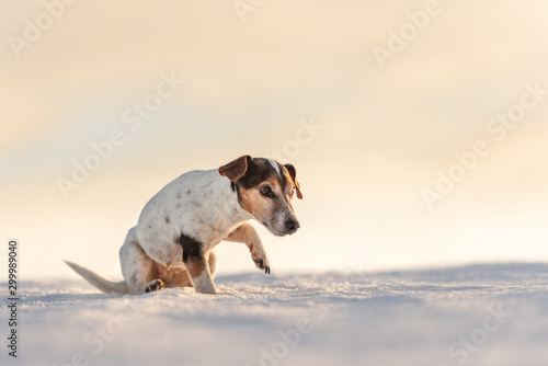 Fototapeta Naklejka Na Ścianę i Meble -  12 years old frozen Jack Russell Terrier dog is walking over a snowy meadow in winter. Dog has cold feet.
