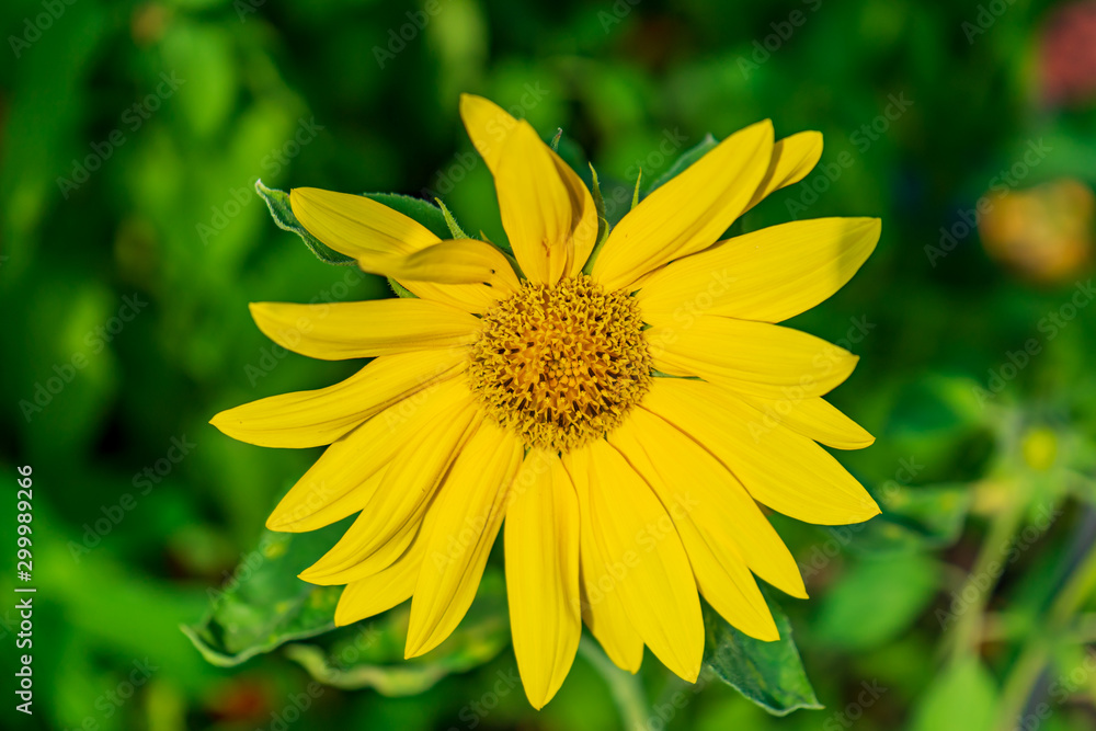 Sunflower in bright yellow in close-up Sunflower in bright yellow in close-up